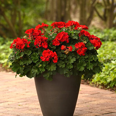 Geranium