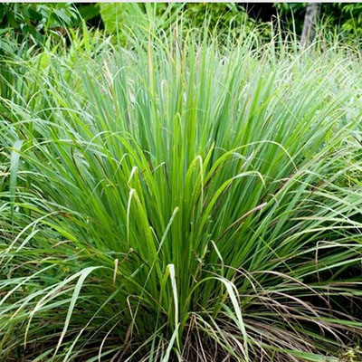 Lemongrass